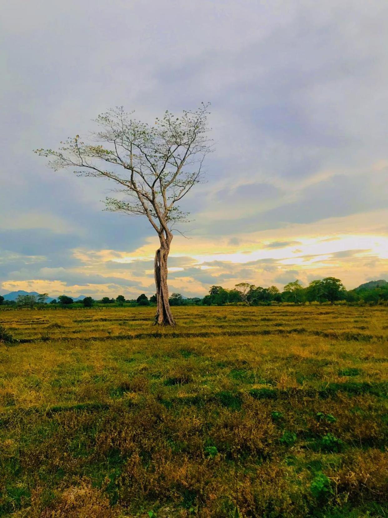 Ceylon Breeze Sigiriya Hotell Eksteriør bilde